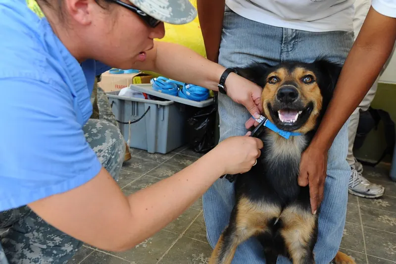Tierärztin untersucht einen Hund
